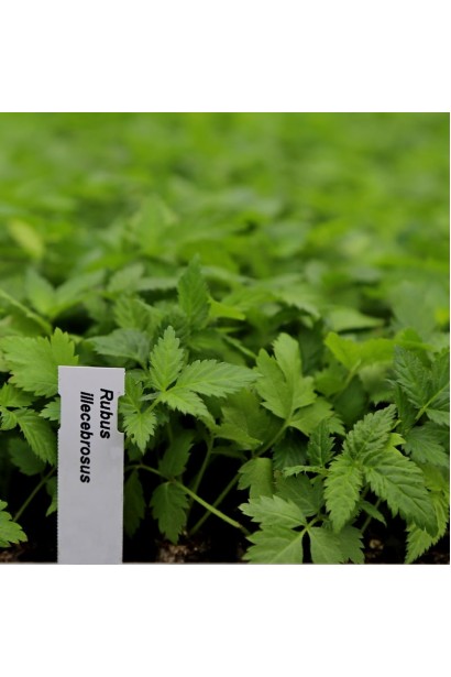 Тибетська малина